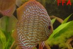 Symphysodon aequifasciatus Elevage